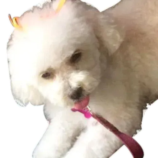 jj - Sticker 10