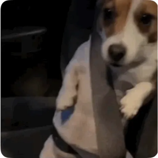 TikTok Animated Memes 7 - Sticker 25