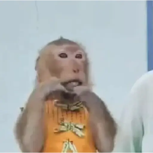 TikTok Animated Memes 7 - Sticker 14