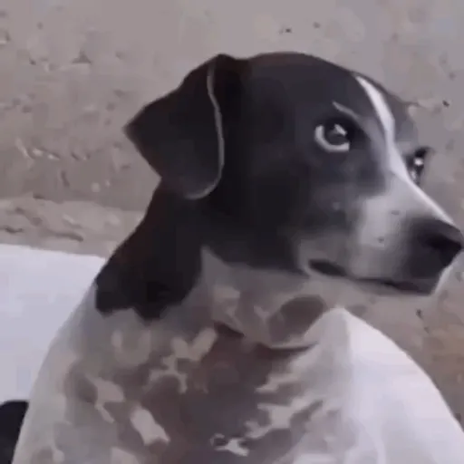 TikTok Animated Memes 7 - Sticker 28