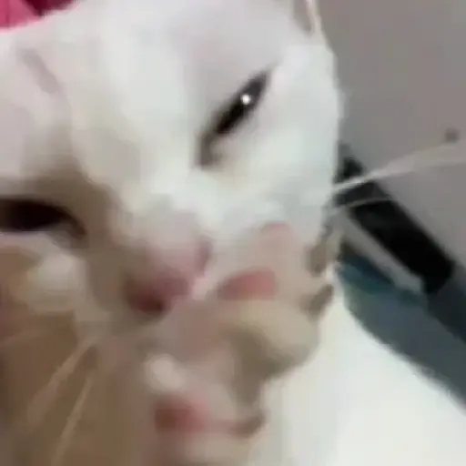 TikTok Animated Memes 7 - Sticker