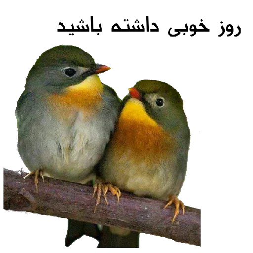 Chix - Sticker 22