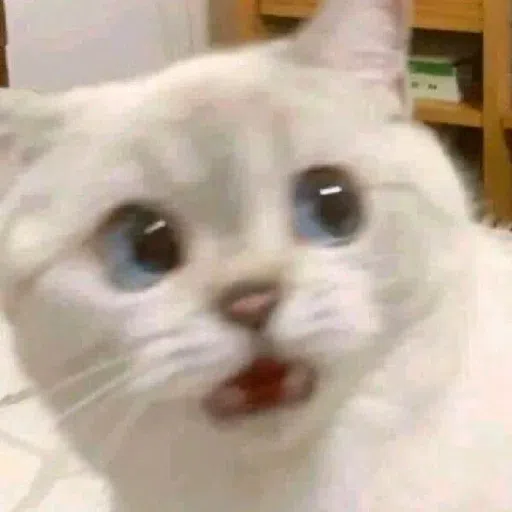 Cattos - Sticker 26