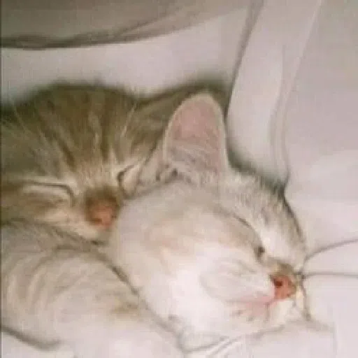Cattos - Sticker 18