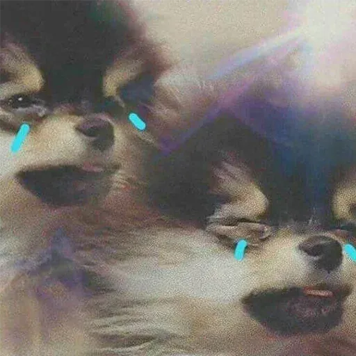 Meme - Sticker 13
