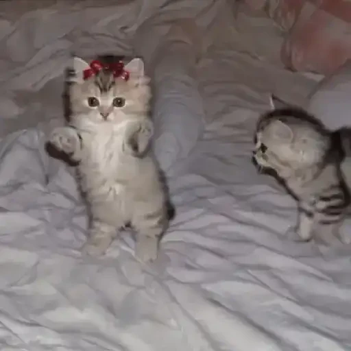 TikTok Cats 1 - Sticker 9