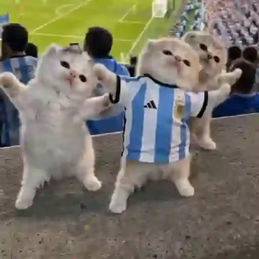 TikTok Cats 1 - Sticker 17