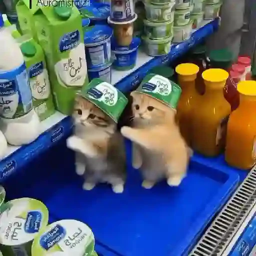 TikTok Cats 1 - Sticker