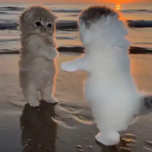 TikTok Cats 1 - Sticker