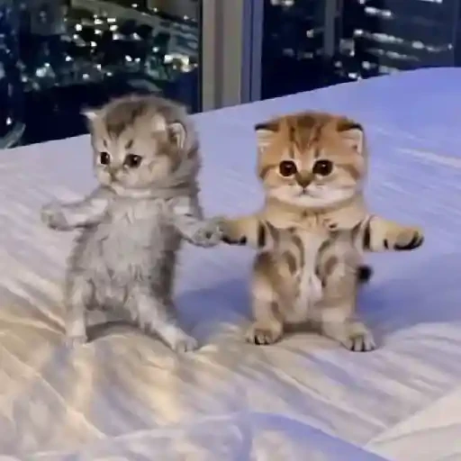 TikTok Cats 1 - Sticker 11
