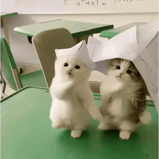 TikTok Cats 1 - Sticker 15