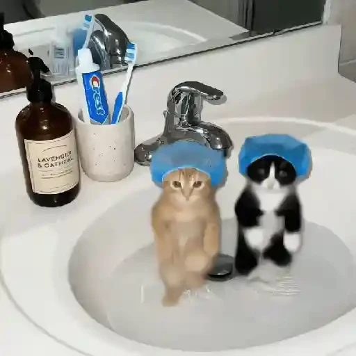 TikTok Cats 1 - Sticker 10