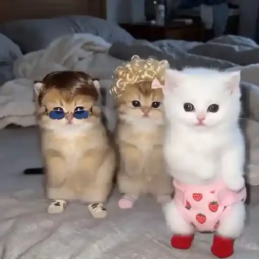TikTok Cats 1 - Sticker