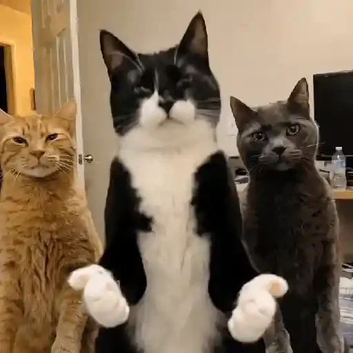TikTok Cats 1 - Sticker 13
