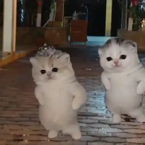 TikTok Cats 1 - Sticker 14