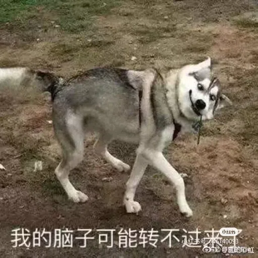 DOG - Sticker 21