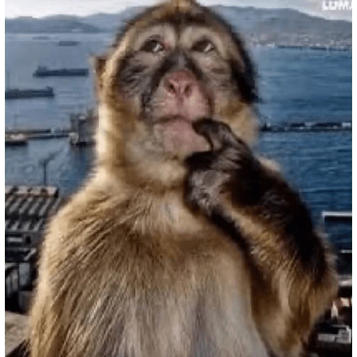 TikTok Stickers 4 - Sticker 17