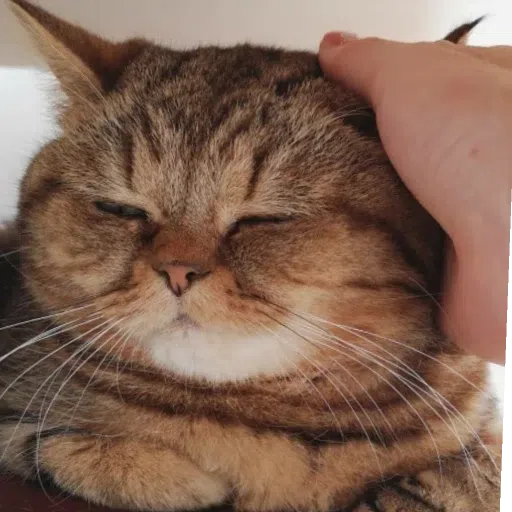 CAT2 - Sticker 17