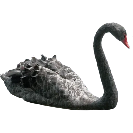 Birds - Sticker 14