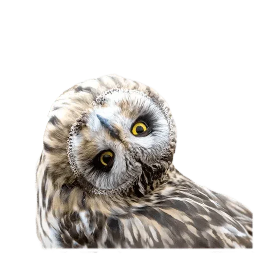 Birds - Sticker 29