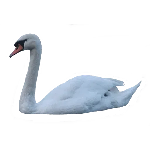 Birds - Sticker 13