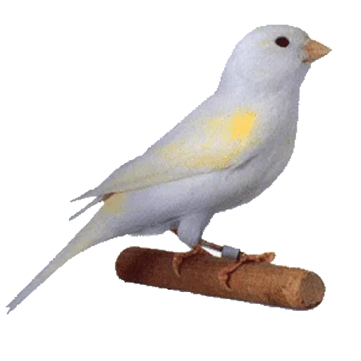 Birds - Sticker 10