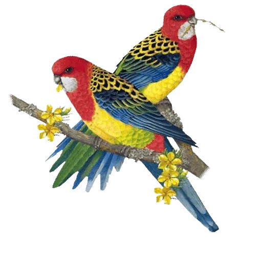 Birds - Sticker 11