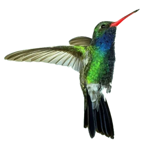 Birds - Sticker 19