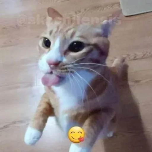 funne cat 3 - Sticker 28