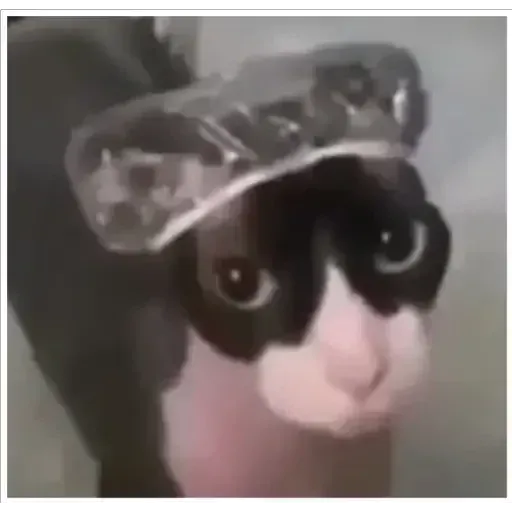 funne cat 3 - Sticker 20