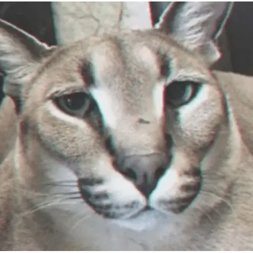 funne cat 3 - Sticker 10