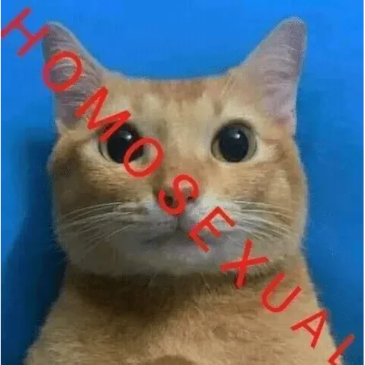 funne cat 3 - Sticker 27