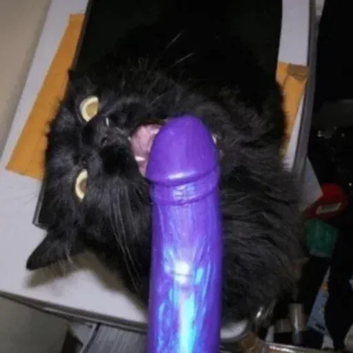 funne cat 3 - Sticker 18