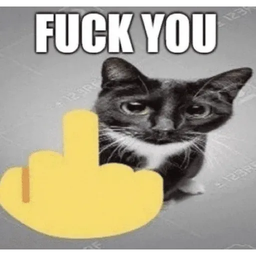 funne cat 3 - Sticker 11