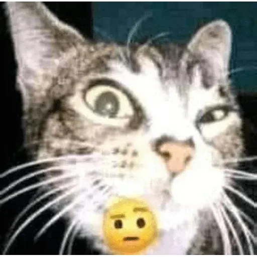 funne cat 3 - Sticker 9