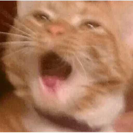 funne cat 3 - Sticker 21
