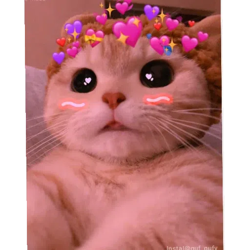gatitos xd - Sticker 9