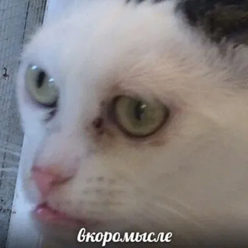 Битмк - Sticker 11