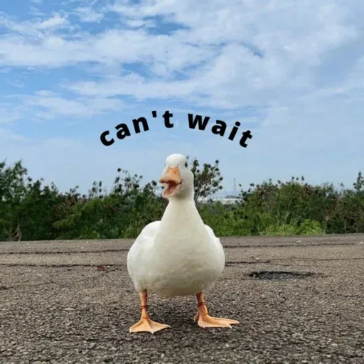 duck 1 - Sticker 30