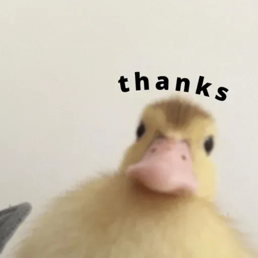duck 1 - Sticker 15