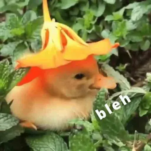 duck 1 - Sticker 18