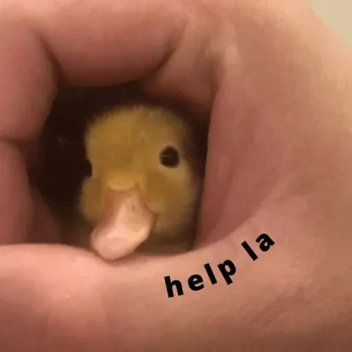 duck 1 - Sticker 21