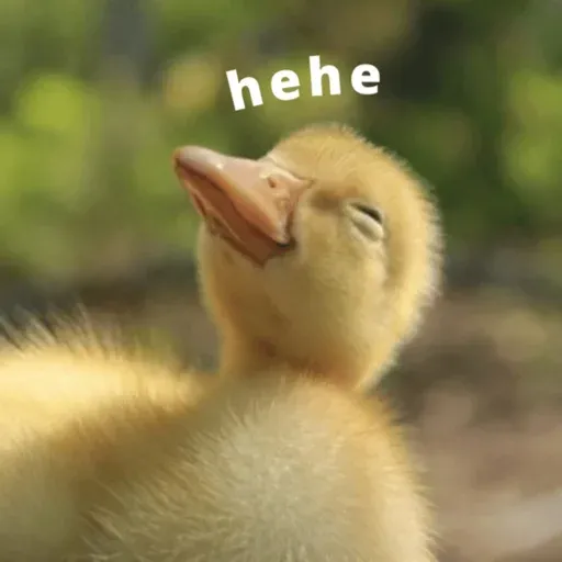 duck 1 - Sticker 12