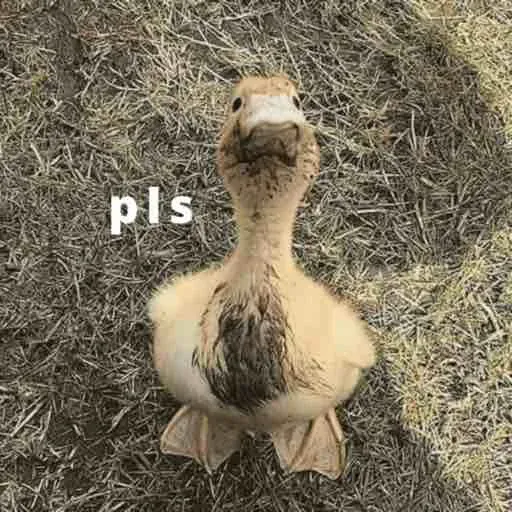 duck 1 - Sticker 26