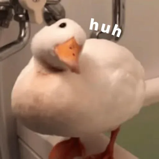 duck 1 - Sticker 9