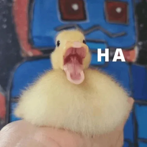 duck 1 - Sticker 24