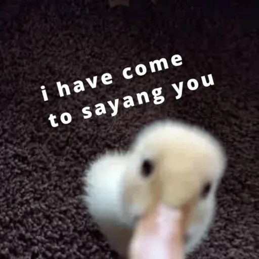 duck 1 - Sticker 17