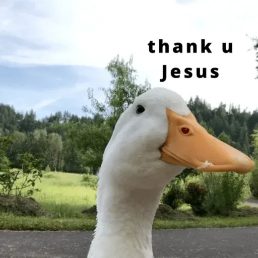 duck 1 - Sticker 29