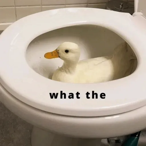 duck 1 - Sticker 25