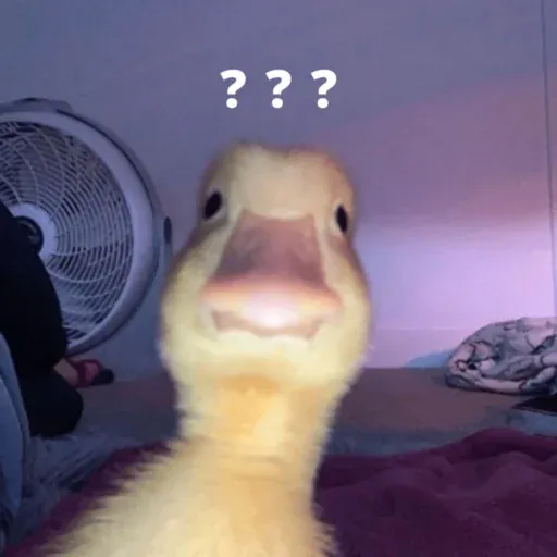duck 1 - Sticker 13